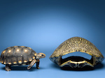 Turtle looking at larger, empty shell