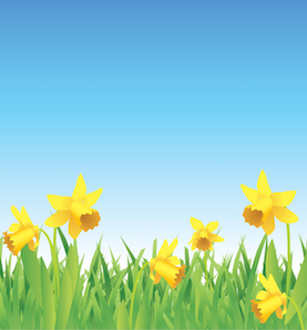 Pretty daffodils for spring full vector banner